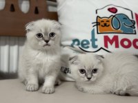 Ankarada ziyatere açık scottish fold yavrularımız