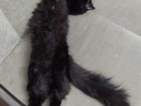 KESİNLİKLE ÜCRETSİZ SAHİPLENDİRME KEDİMİZ
