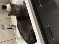10 aylık british shorthair