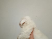 Kore kan maltese terrier