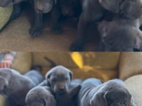 A kalite cane corso yavrularımız yeni yuvasını arıyor