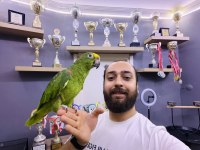 KAHKAHA ATAN FULL EVCİL AMAZON PAPAĞANI