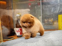 Irk Ve Sağlık Garantili Pomeranian Yavrular