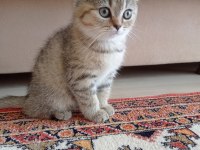 Yeni yavrumuz evine gitmeye hazır british shorthair