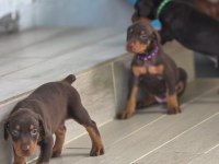 Ruhsatlı Köpek Çifliğinden Doberman Yavrular A Scrli