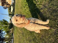 4 Yaş Ücretsiz Cockapoo Erkek