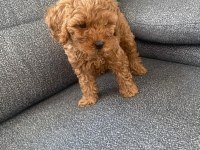 2 Ay 15 Günlük Erkek Toy Poodle