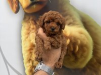 Toy poodle yavrularımız