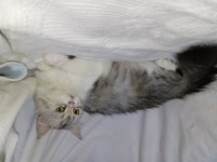 British longhair (hamile bir dişi)
