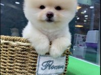 Irk Ve Sağlık Garantili Pomeranian Yavrular