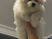 Orijinal maltese