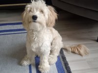 9 aylık maltipoo