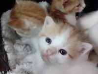 6 tane yavru kedimiz 4 haftalık