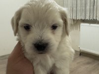 Orijinal ırk maltese terrier