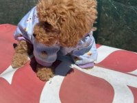 TOY POODLE MAMASI PEDİ MALZEMELERİ İLE