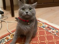 Çok uslu british shorthair