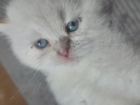 British shorthair beyaz yavru