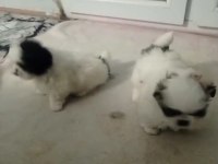 Efsane yavru köpekler