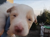 Sağlıklı safkan border collie yavrular