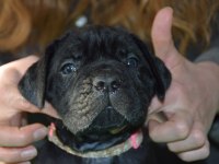 Corsotürkden Şecereli Garantili Şampiyon Yavru Köpekler