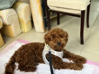 Kucak aşığı sevecen toy poodle