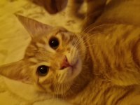 3 AYLIK SARMAN KEDİLER
