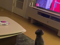 Dişi silver toy poodle