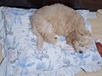 4 aylık maltipoo
