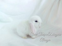 Cüce lop / miniatur lop cüce tavşan çiftliği alanya