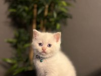 Brıtısh Shorthair Red Point Yavrularım