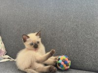 Nadir Güzellikte Siyam Kedisi Yavrusu
