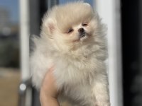 Show kalite teddy face pomeranian lar petmode den