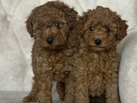 Red brown kore kani poodle yavrular
