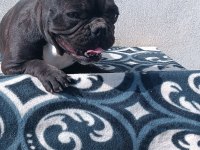 Blue taşıyıcı micro dişi french bulldog