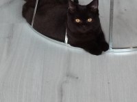 British shorthair ücretsiz dişi kedimiz