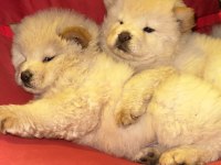 IRKININ TÜM ÖZELLİKLERİ ORJİNAL CHOWCHOW