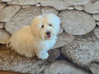 ÇOK TATLI MALTİPOO