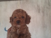 Sevimli poodle yavruları