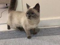 Çiftleşme İlanı British Shorthair