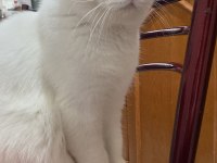 Erkek british shorthair kedimize çiftleştirmek için dişi