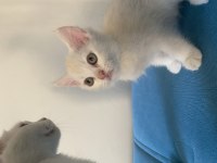 1 Yaşında Dişi Scottish Fold