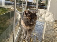 British dişi kedi