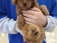 TOY POODLE YAVRULARI