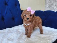 Red Toy Poodle Kızımız