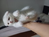 2 aylık anne baba orjinal kediler
