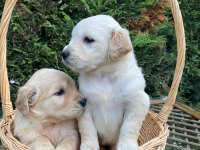 Son 2 golden retriever bebekler tuvalet eğitimli