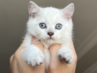 ERKEK VE DİŞİ Scottish straight shorthair MÜKEMMEL GEN!