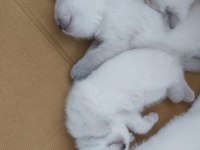 MAVİŞ SCOTTİSH YAVRULARIMIZA GÜVENİLİR YUVA ARIYORUZ