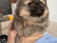 POMERANİAN TEDDY BEAR MİNİ TEACUP DİŞİ