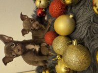 Minyatür elma kafa chihuahua bebeklerimiz